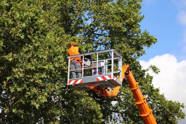 Best Emergency Tree Service  in Sugar Creek, MO